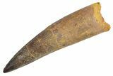 Real Fossil Spinosaurus Tooth - Huge Dinosaur Tooth #360454-1